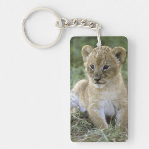 African lion, Panthera leo), Tanzania, Keychain
