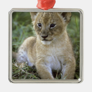 African lion, Panthera leo), Tanzania, Metal Ornament