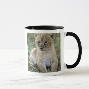 African lion, Panthera leo), Tanzania, Mug