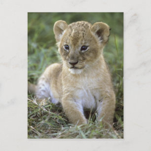 African lion, Panthera leo), Tanzania, Postcard