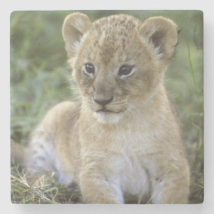 African lion, Panthera leo), Tanzania, Stone Coaster