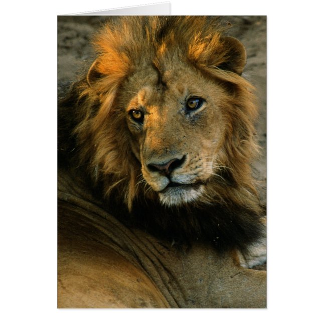 African Lion Portrait (Front)