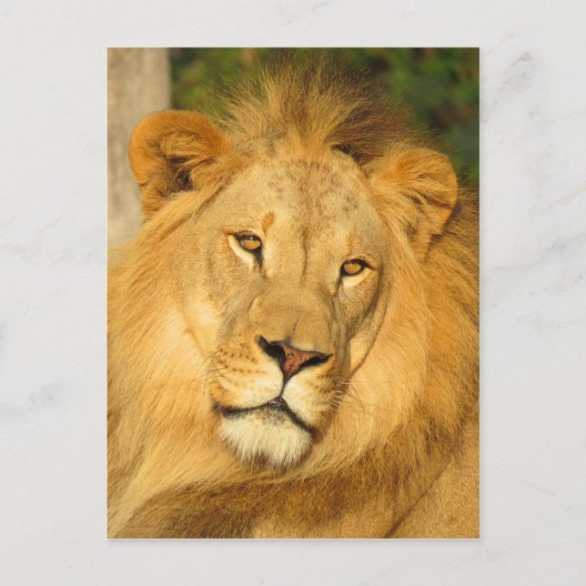 African Lion Postcard (Front)