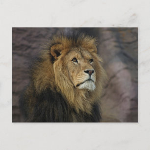 African Lion Postcard