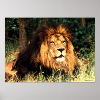 African Lion Poster