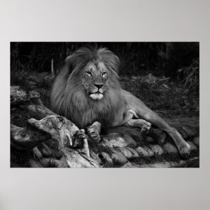 African Lion Poster
