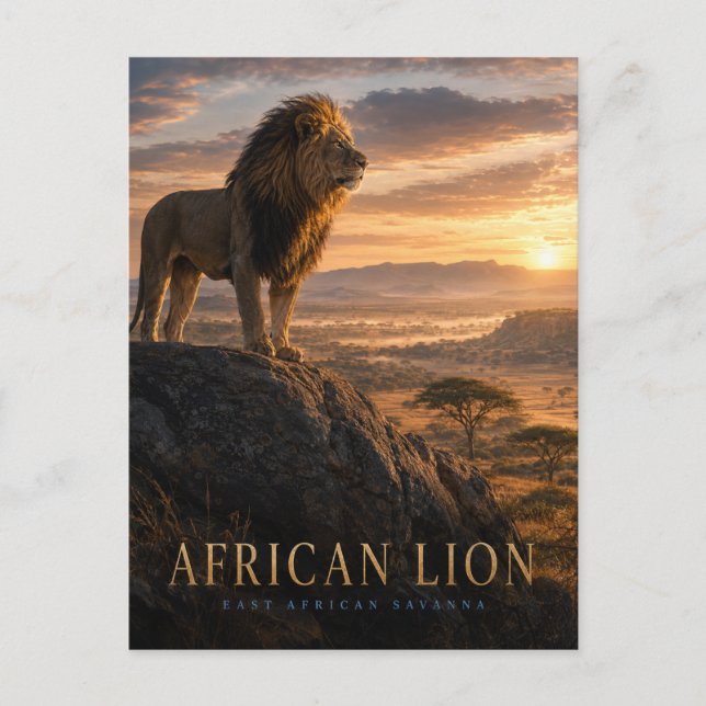 African Lion Savanna ANIMALS Postcard (Front)