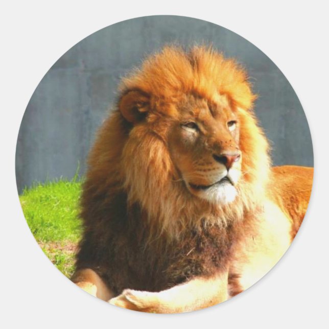 African Lion stickers (Front)