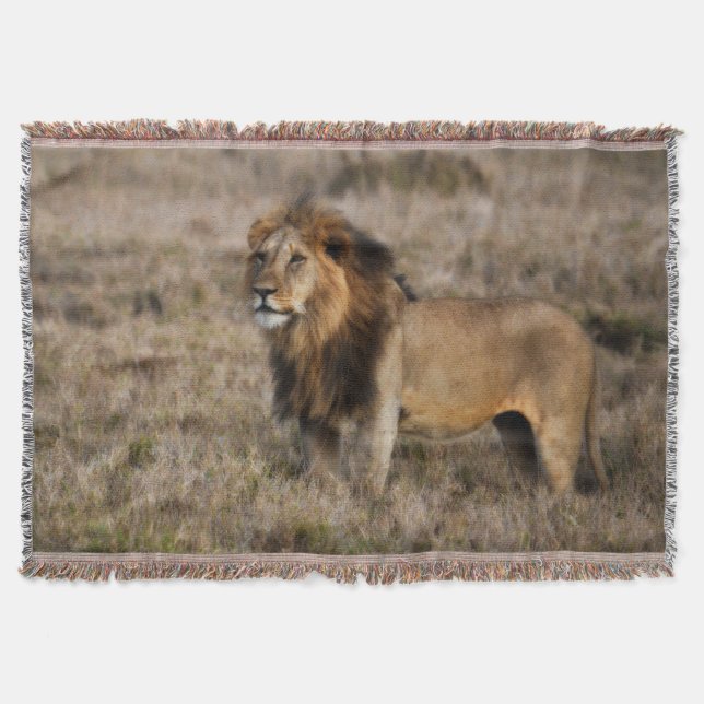 African Lion Throw Blanket (Front)