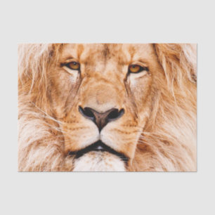 African Lion Wildlife Animal Closeup Portrait Tissue Paper