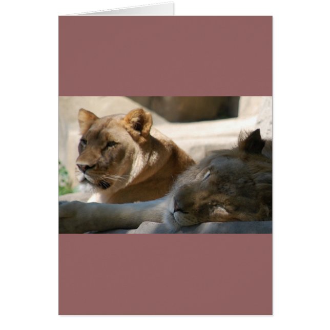 African Lions (Front)