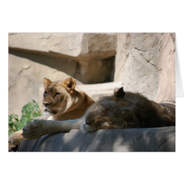 African Lions (Front Horizontal)