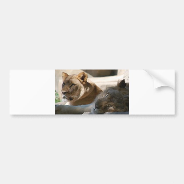 African Lions Bumper Sticker (Front)