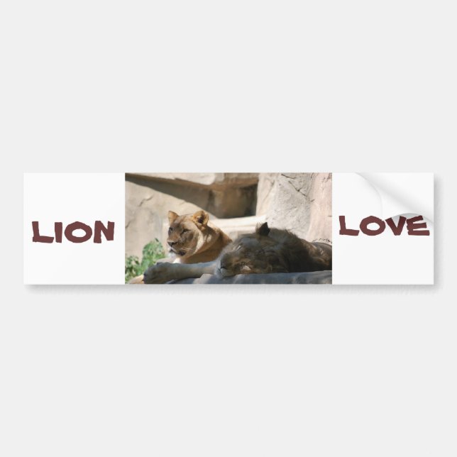 African Lions Bumper Sticker (Front)