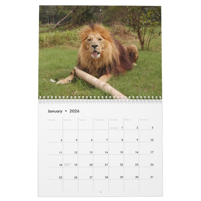 African Lions Calendar, African Lion Calendar (Jan 2026)
