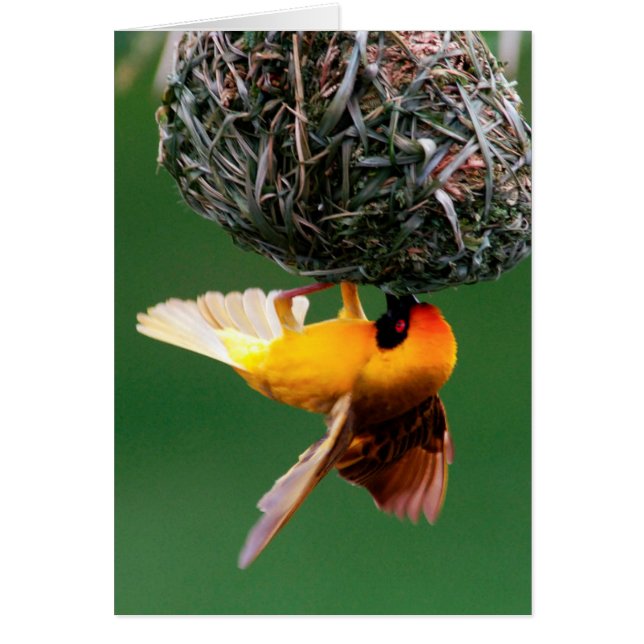 African Masked-Weaver (Ploceus Velatus) (Front)