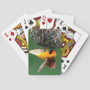 African Masked-Weaver (Ploceus Velatus) Playing Cards