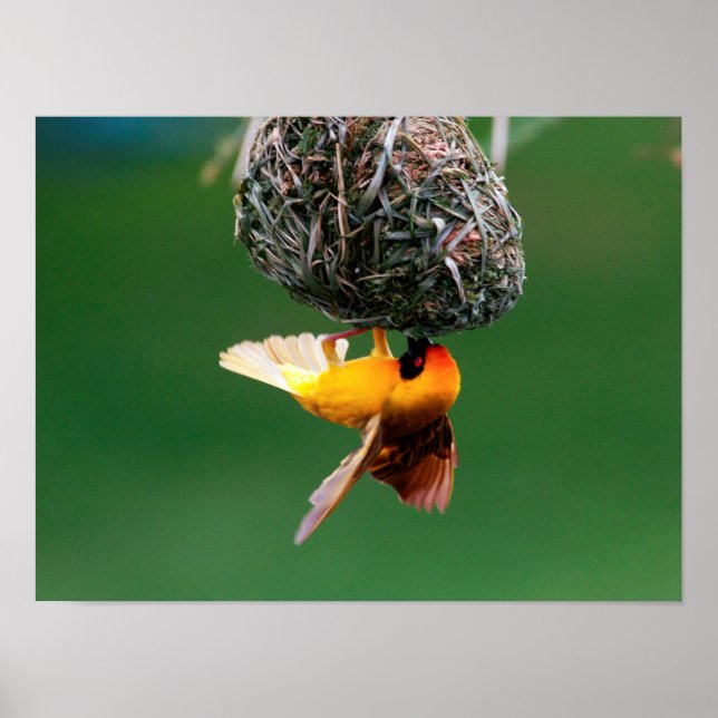 African Masked-Weaver (Ploceus Velatus) Poster (Front)