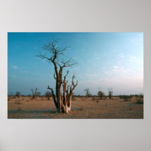African Moringo Tree On Plain, Etosha National Poster