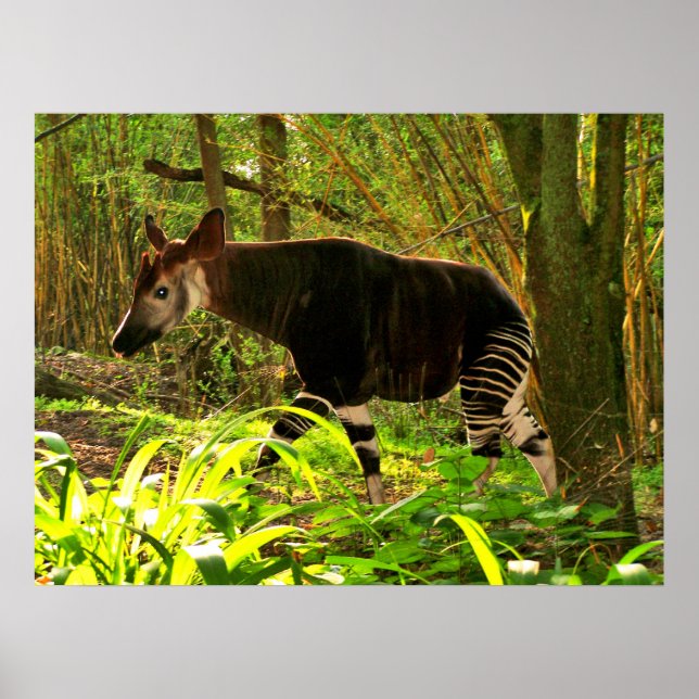 African Okapi Poster (Front)