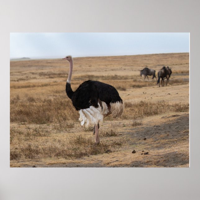 African Ostrich on the Open Plains Poster (Front)