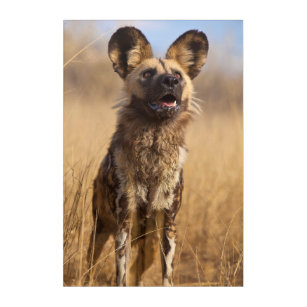 African Painted Wild Dog Acrylic Wall Art