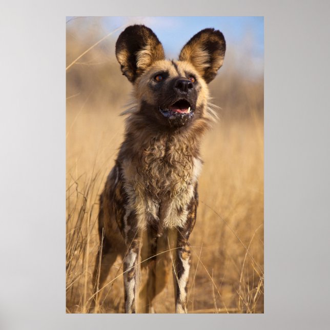 African Painted Wild Dog Poster (Front)