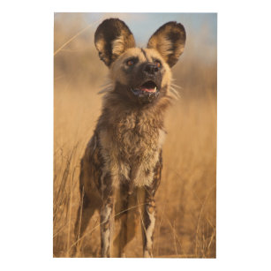 African Painted Wild Dog Wood Wall Art