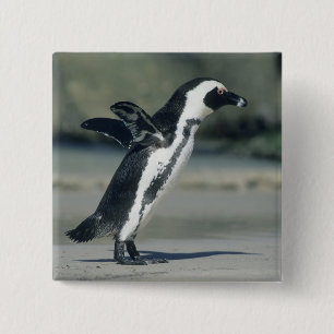 African Penguin 2 Inch Square Button