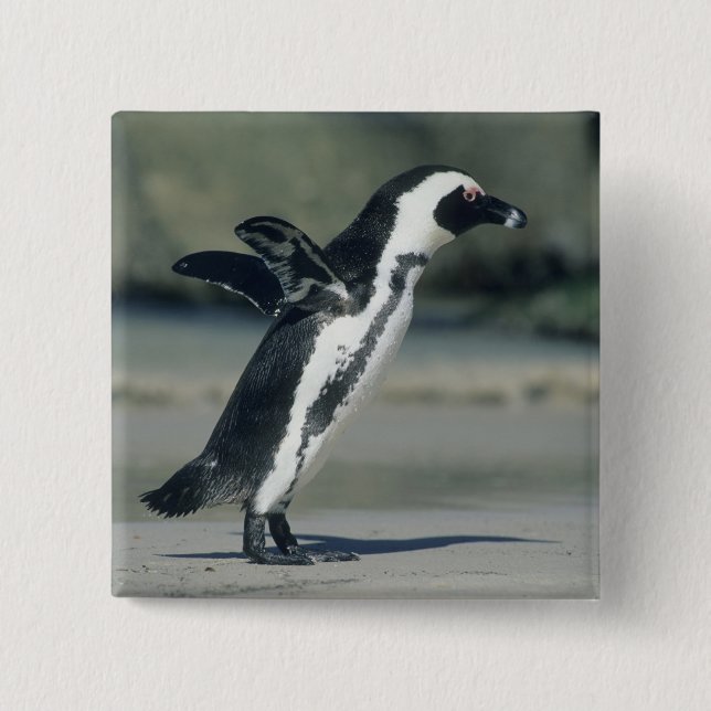African Penguin 2 Inch Square Button (Front)