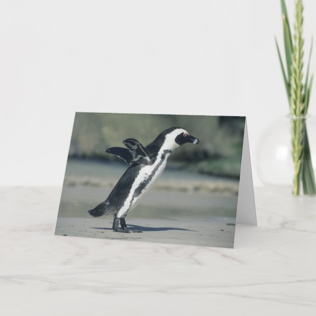 African Penguin Card (Front)