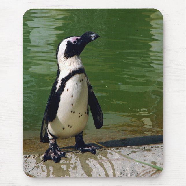 African Penguin Mousepad (Front)