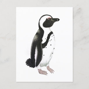 African penguin pencil drawing postcard