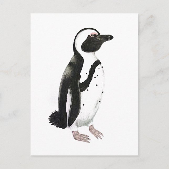 African penguin pencil drawing postcard (Front)