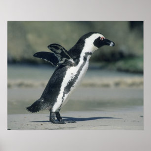 African Penguin Poster