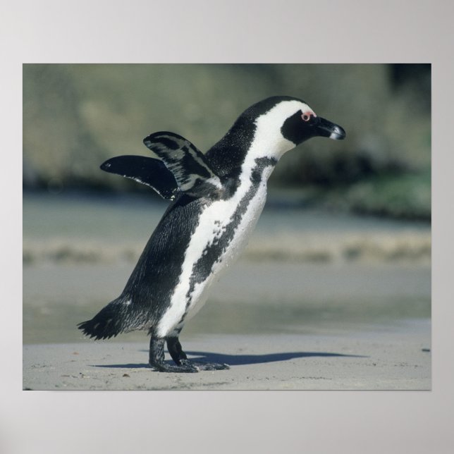 African Penguin Poster (Front)
