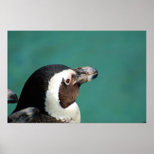 African Penguin Poster