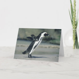 African Penguin, (Spheniscus demersus), coming Card