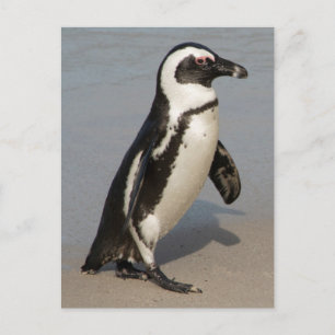 African Penguin Walking Postcard