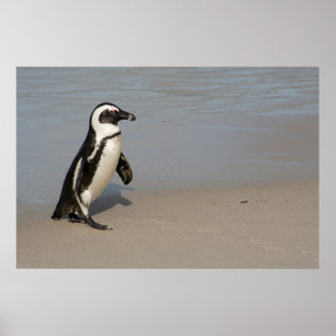 African Penguin Walking Poster