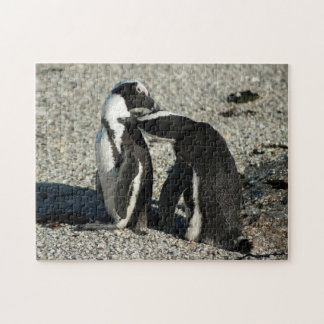 African Penguins grooming each other Jigsaw Puzzle