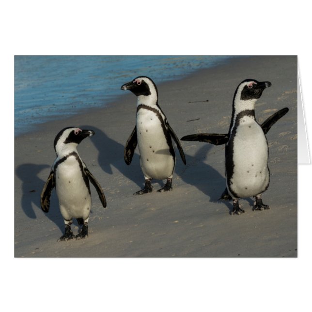 African Penguins | Spheniscus Demersus (Front Horizontal)