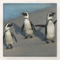 African Penguins | Spheniscus Demersus