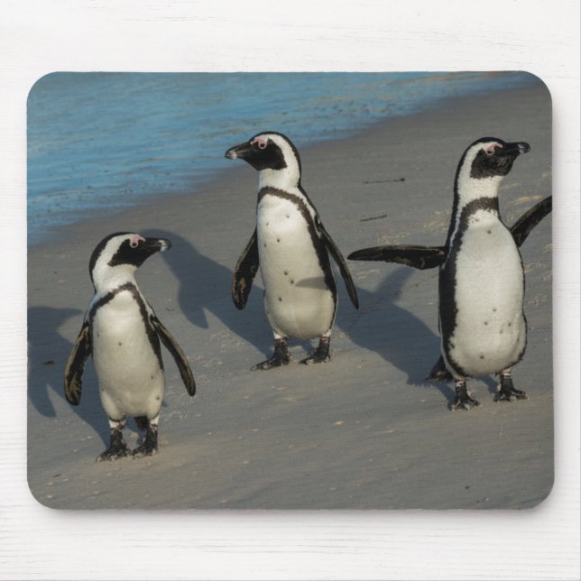 African Penguins | Spheniscus Demersus Mouse Pad (Front)
