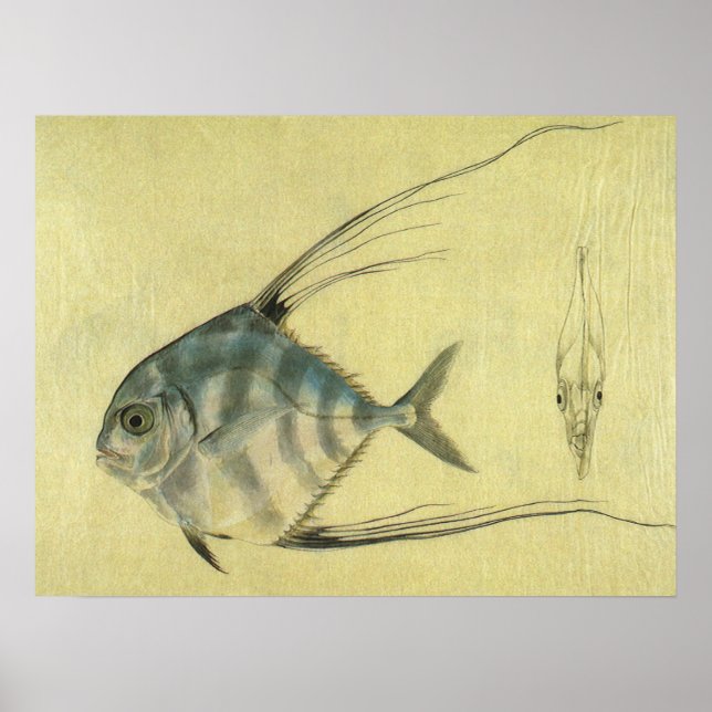 African Pompano Fish, Vintage Threadfin Trevally Poster (Front)