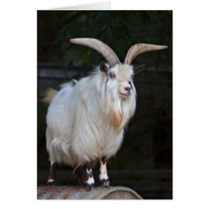 African Pygmy Goat Card