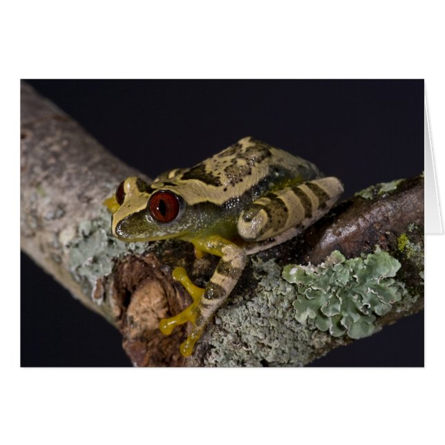 African Red Eye Treefrog, Leptopelis (Front Horizontal)