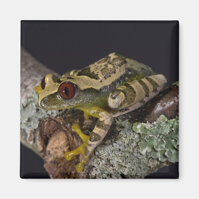 African Red Eye Treefrog, Leptopelis Magnet (Front)