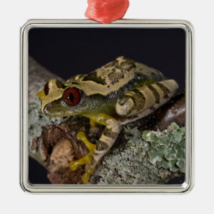 African Red Eye Treefrog, Leptopelis Metal Ornament