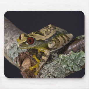 African Red Eye Treefrog, Leptopelis Mouse Pad